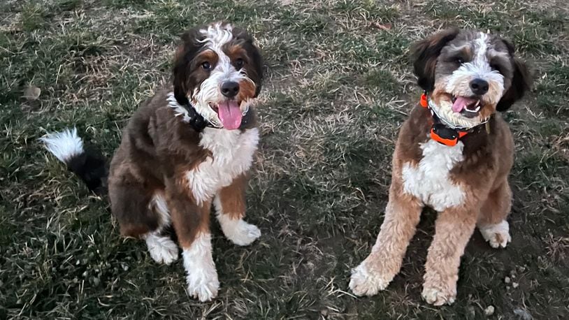 Bernedoodle sisters Emmy and Bailey spent two weeks for training at Dayton Dog Trainer, after which owner Randy Reed of Miamisburg said he found them staked in the yard, covered in filth, had obvious weight loss and were untrained. CONTRIBUTED