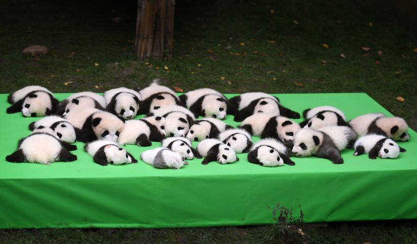 Panda cubs make public debut