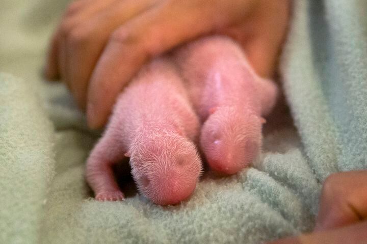 Panda twins born