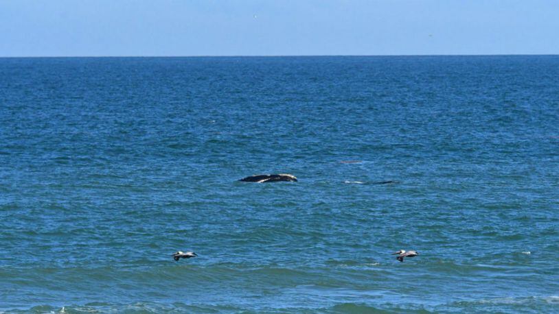 A fifth mother and calf North Atlantic right whale was spotted off the coast of Florida. (Photo: Florida Fish and Wildlife Conservation Commission)