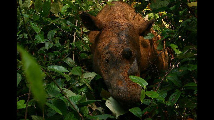 FILE PHOTO: Imam, the last Sumatran rhinoceros in Malaysia, died Saturday. (Photo: Willem v Strien/Flickr/Creative Commons)