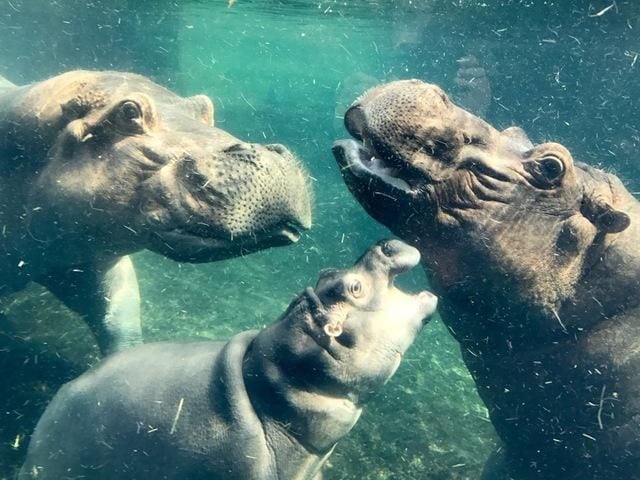 Henry, father of Fiona the hippo, is fighting for his life