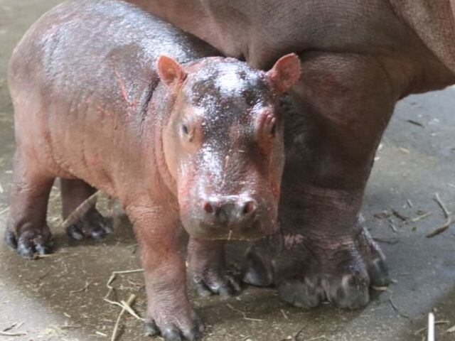 Zoo hippo new