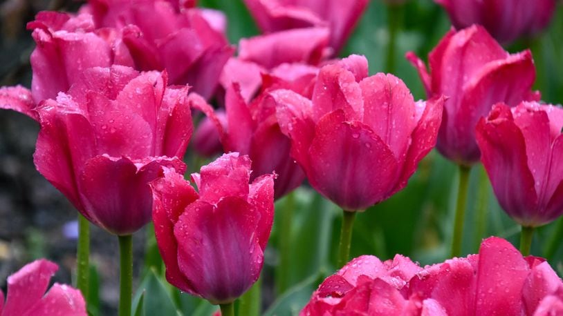 Zoo Blooms at Cincinnati Zoo & Botanical Garden will run through April 30. The annual display features more than 100,000 brightly colored tulips. CONTRIBUTED