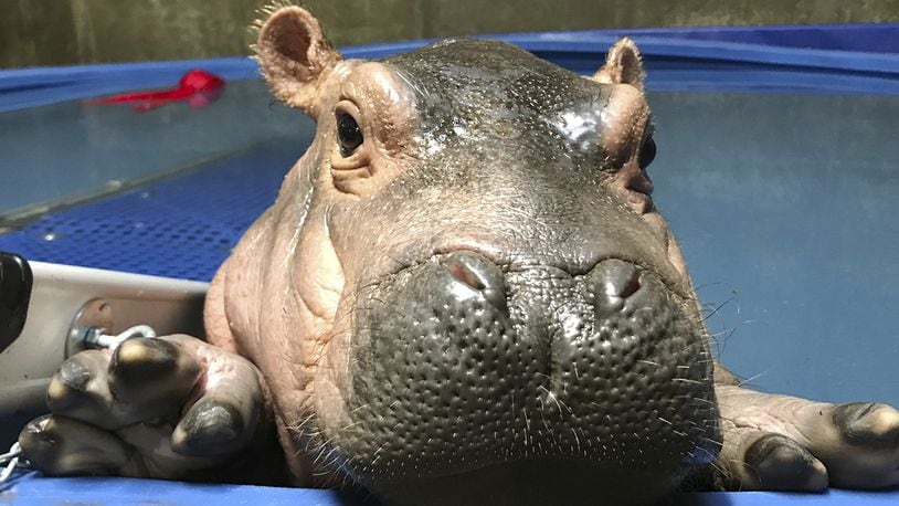 April 12, 2017 photo, Fiona a prematurely born hippopotamus, swims in her quarantine enclosure (Courtesy Cincinnati Zoo & Botanical Gardens via AP)