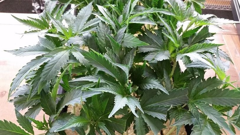 A South Carolina man is seeking permission to grow medical marijuana between Lebanon and Mason in Warren County.