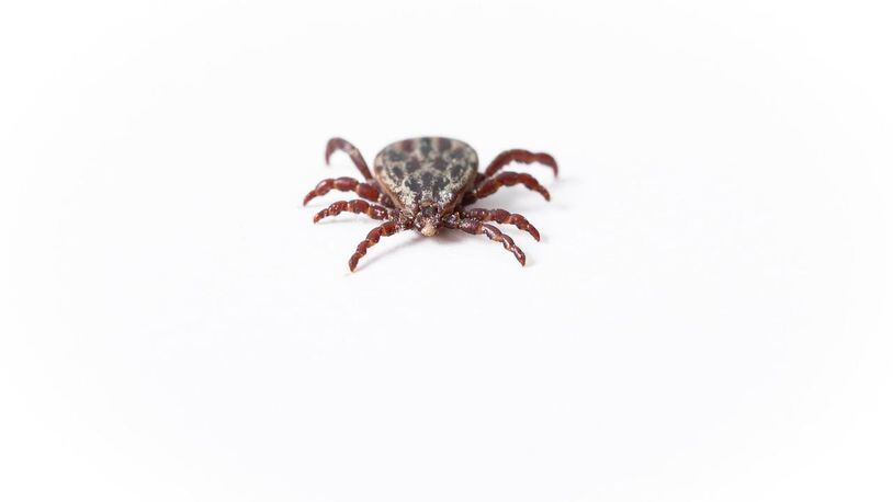 If you thought you were safe from ticks during outdoor activities in the winter, think again. A new report finds ticks are now a year-round threat in parts of the Northeast.