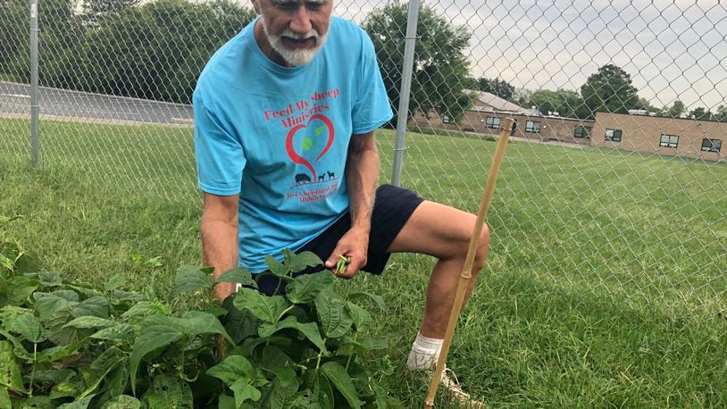Dave Lombard, a member of First Christian Church, picks green beans in the "Feed My Sheep Ministries" garden. RICK McCRABB/STAFF