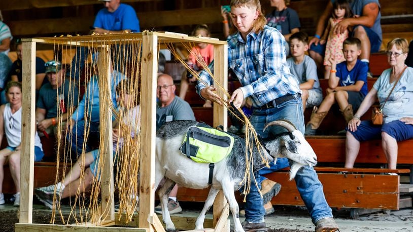 Participants compete in the pack goat obstacle course at the Butler County Fair Wednesday, July 28, 2021 in Hamilton. NICK GRAHAM / STAFF