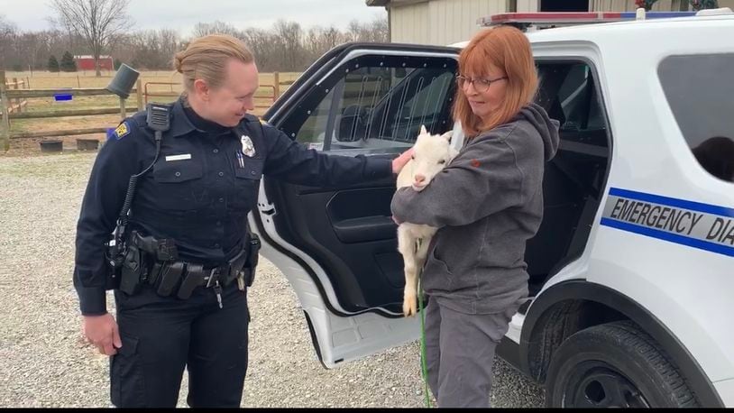 Barb Gay (right) of Wild Again Rescue in Spring Valley receives a goat being delivered by Dayton Police Officer Cantrell. You can't have goats in the City of Dayton. The rescue operation has named the goat Cruiser. TREVOR GAY/CONTRIBUTED