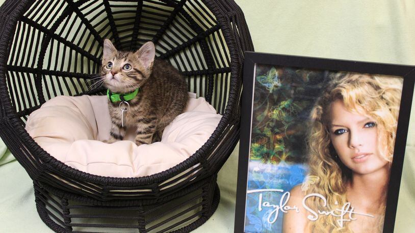 The Animal Friends Humane Society in Hamilton has kittens all named after singer Taylor Swift's albums. Swift will be in Cincinnati June 30-July 1 for an "Eras Tour" stop at Paycor Stadium. AFHS/CONTRIBUTED