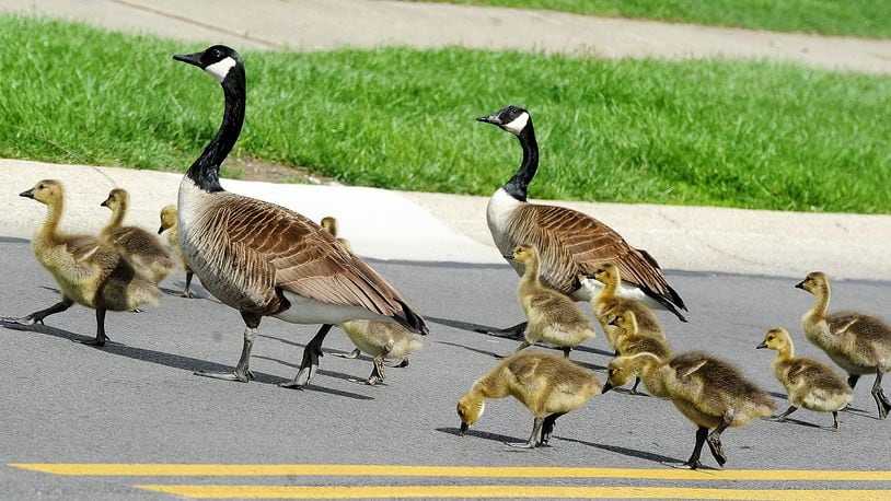 A family of geese take a walk on a sunny Wednesday May 3, 2023 in SugarCreek Township. The weather will gradually warm up through the rest of the week. MARSHALL GORBY\STAFF