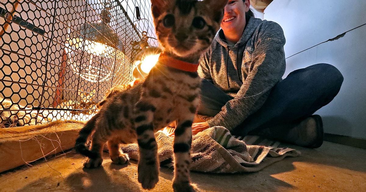 Bengal cat cattery opens in southwest Ohio: ‘They just ...