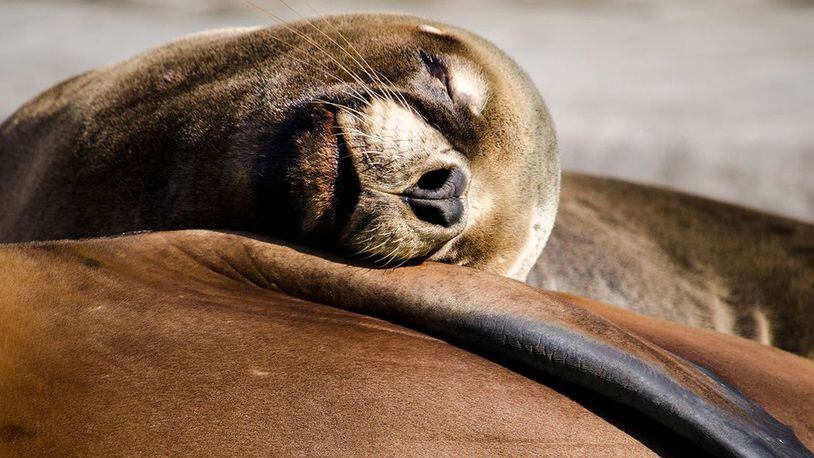 Two sea lions were spotted on a boat in Eld Inlet near Olympia, Washington. (File photo via Pixabay.com)