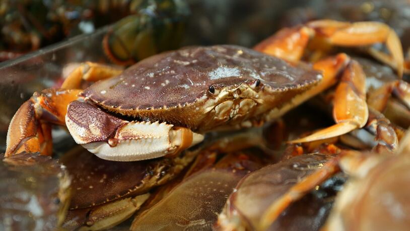 Live Dungeness crabs for sale at a Seattle market (stock photo).