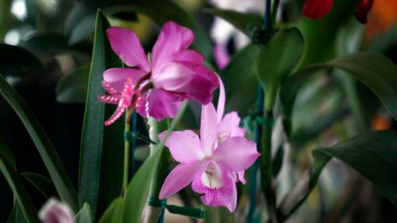 The sights and scents of orchids were on display Sunday, Feb. 20, at the Miami Valley Orchid Society's 2011 Spring Orchid Show & Sale at Cox Arboretum MetroPark.