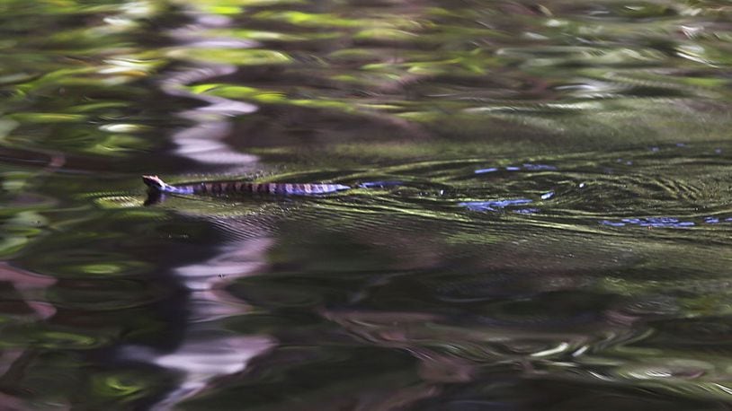 FILE PHOTO: A snake floats along the flood water being fed from breached dams upstream .
