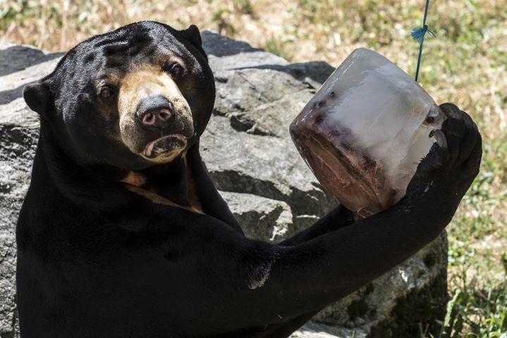 Summertime photos: Animals chill out at zoos