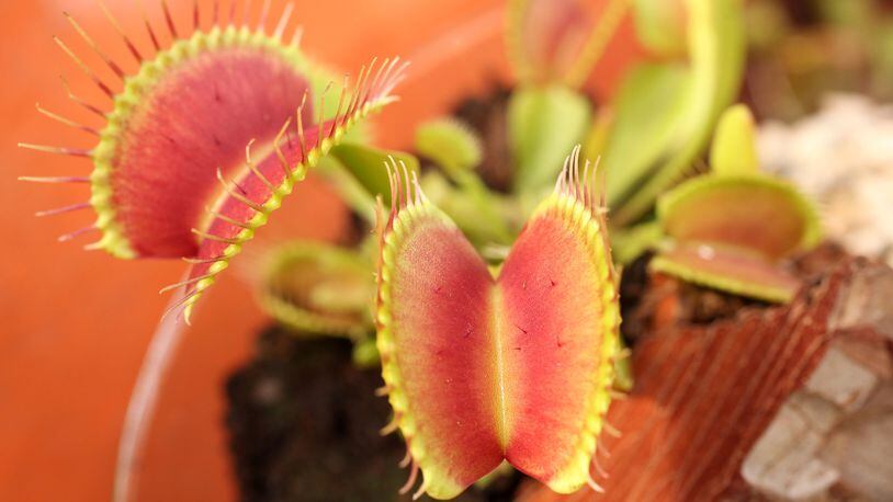 A North Carolina man who was caught with more than 200 Venus flytraps now faces more than 70 felony poaching charges.