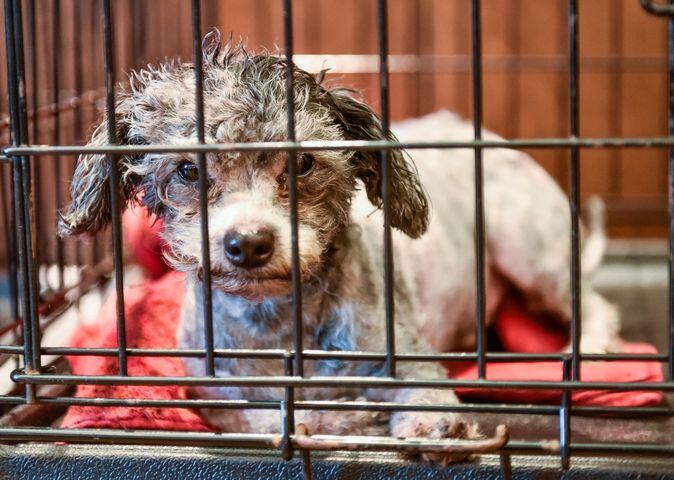 Humane Society of Warren County caring for 111 rescued poodles