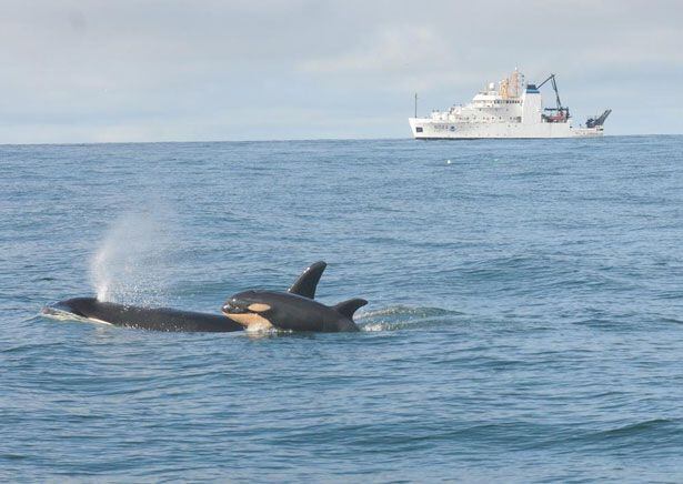 NOAA reports third baby orca born in recent months