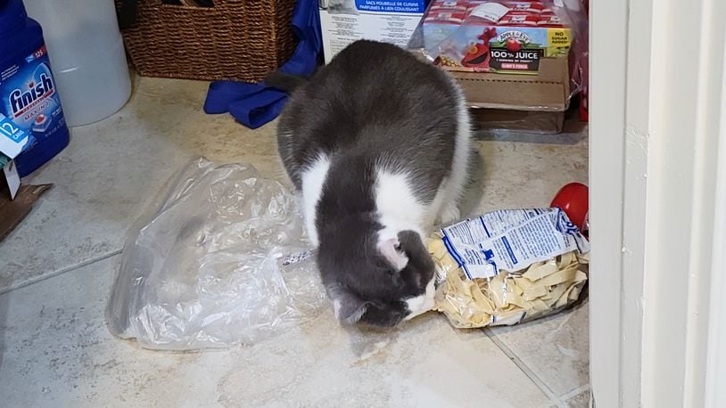 Pip trying to open the noodle bag. CONTRIBUTED