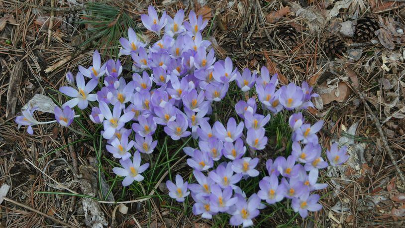 Spring blooming bulbs such as crocus should be planted as soon as possible. CONTRIBUTED