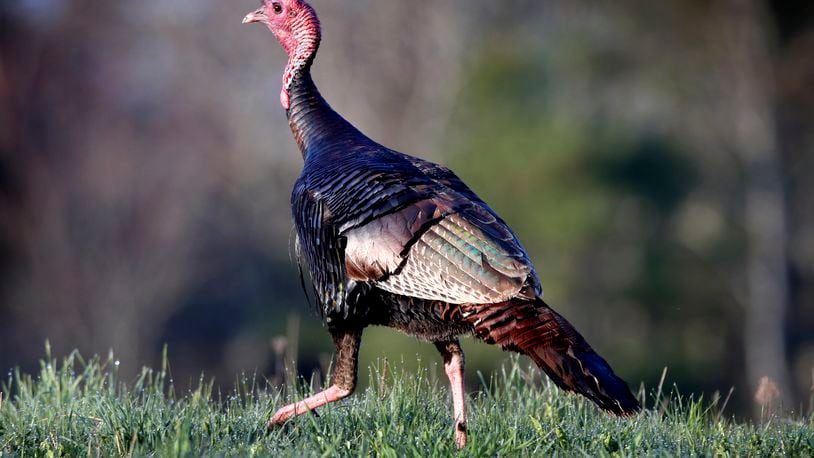 Ohio wild turkey hunters have harvested 10,574 birds during the spring season, according to the Ohio Department of Natural Resources (ODNR) Division of Wildlife. File photo