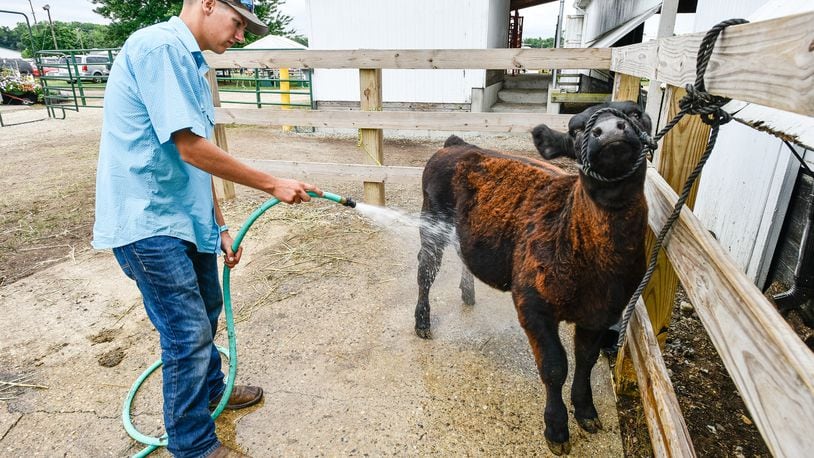 Peyton Weekley, 17, rinses off his feeder heifer at the Butler County Fair Monday, July 23 in Hamilton.