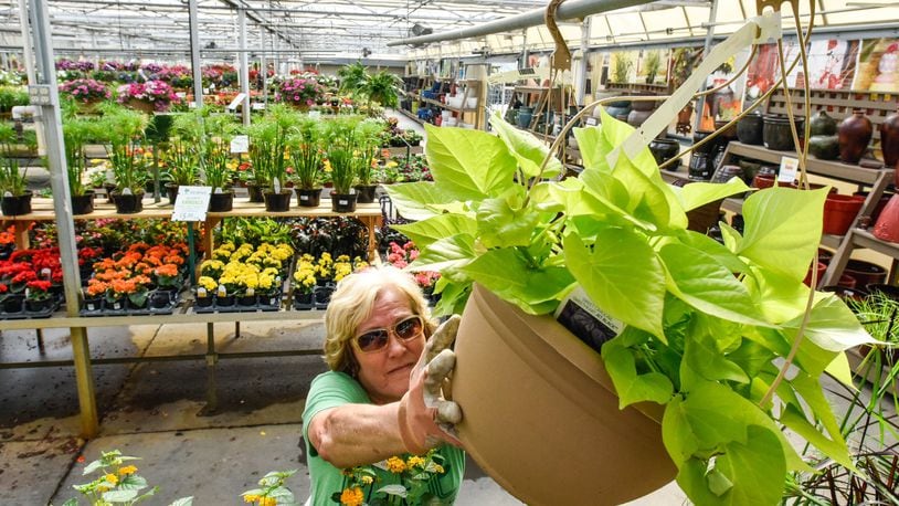 Betty Lou Barrett hangs a sweet potato vine plant at Berns Garden Center Wednesday, April 26 in Middletown. Berns Garden Center is embarking on its seventh decade in business. NICK GRAHAM/STAFF
