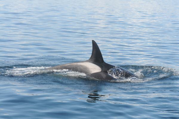 PHOTOS: Baby orcas born to endangered populations that frequent Puget Sound