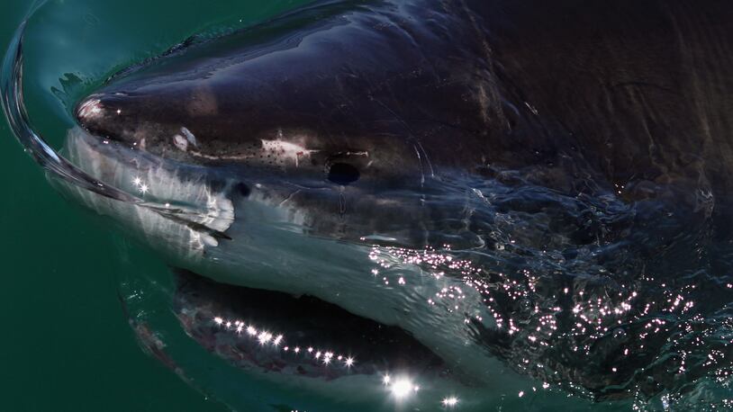 A shark. (Photo: Dan Kitwood/Getty Images)