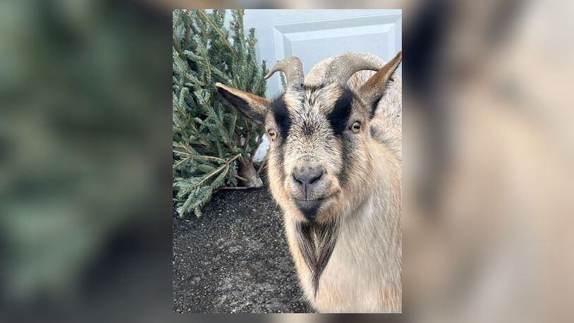 A goat owned by Heather Cremeans, of Reily Twp., will enjoy eating a Christmas tree given away by Shademakers Garden center, putting leftover trees for the holidays to good use. CONTRIBUTED