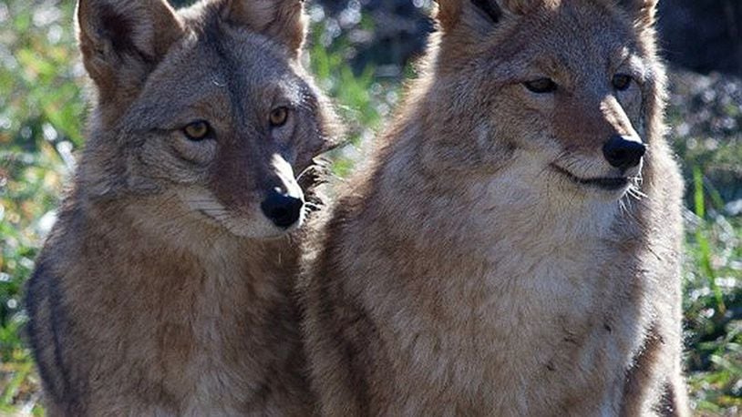 Coyotes have migrated across the United States and are not going away, according to the Ohio Department of Natural Resources. Residents will need to modify their behavior and actions in order to limit encounters with coyotes. PHOTO PROVIDED BY ODNR