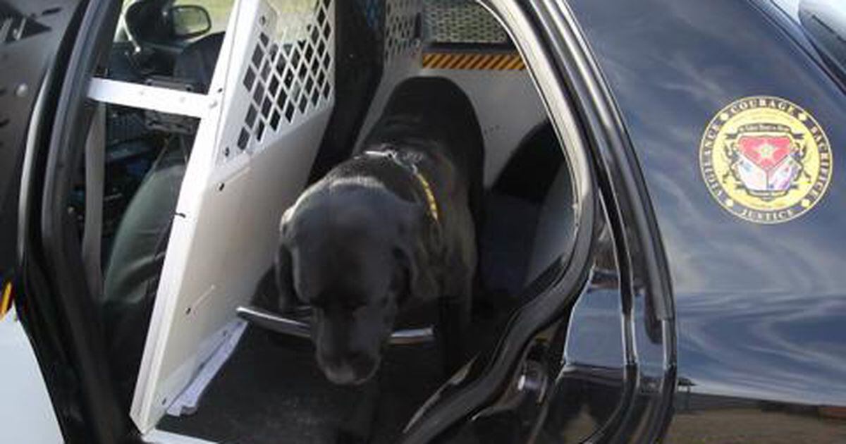 Drug-sniffing dog finds marijuana hidden in Lucky Charms box