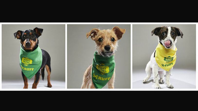 Teddy, Boomer and Bubbles are three Butler County puppies set to take the field Feb. 4 in Puppy Bowl XIV.
