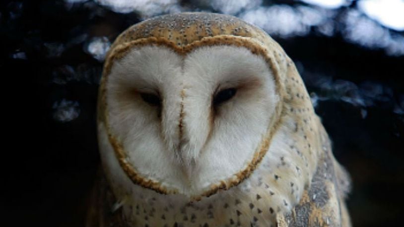 A barn owl, similar to the one pictured, was found in the wheel well of a plane at Portland International Airport.