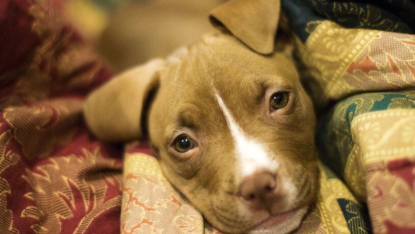 File image of a pit bull puppy.