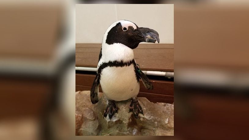 An African penguin like this one, also known as a jackass penguin because it brays like a donkey, will meet the public this month at Hamilton’s Lane Library. PROVIDED