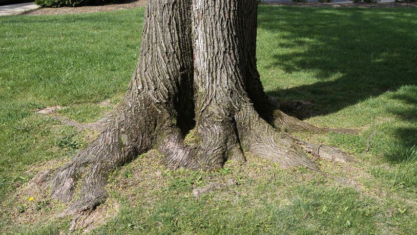 The root flare is the part of the tree where the roots transition into trunk. The root flare should be at or slightly above ground level. CONTRIBUTED