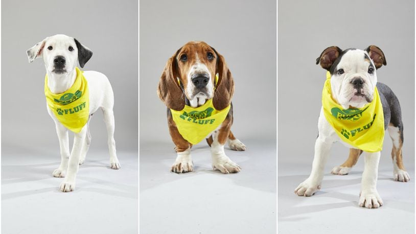 Three puppies from the Butler County Animal Friends Humane Society, Astro, Buford and Smudge will be players in Animal Planet’s Puppy Bowl XV.