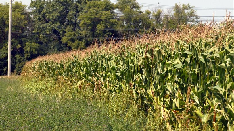 A 3-year-old child and her dog were found in a cornfield after nearly 12 hours of searching.