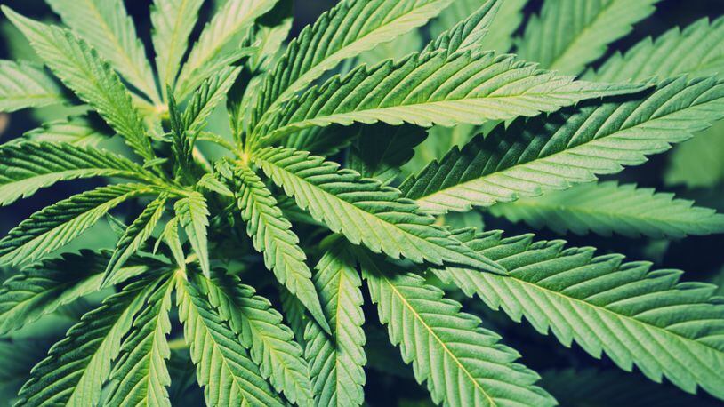 First medical marijuana growing site gets OK to start growing