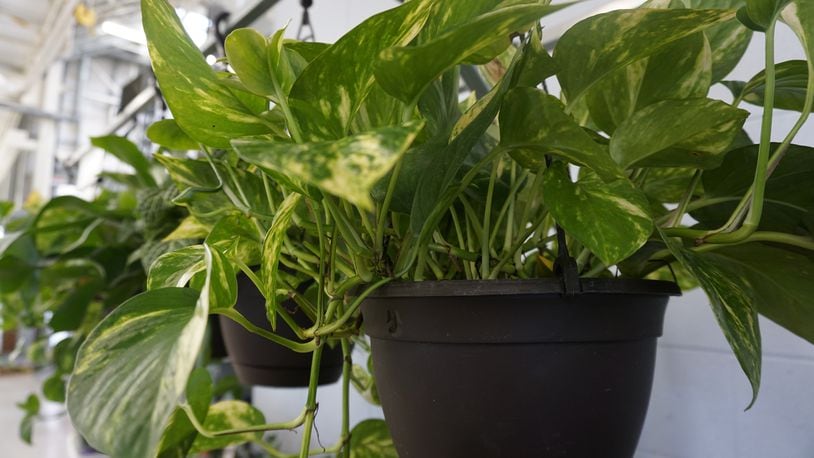 Pothos plants are some of the easiest plants to grow in the house. CONTRIBUTED/PAMELA BENNETT