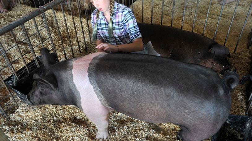 Cora Hildebrand, of Troy, prepares her hog for judging at the Miami County Fair Wednesday. MARSHALL GORBY\STAFF