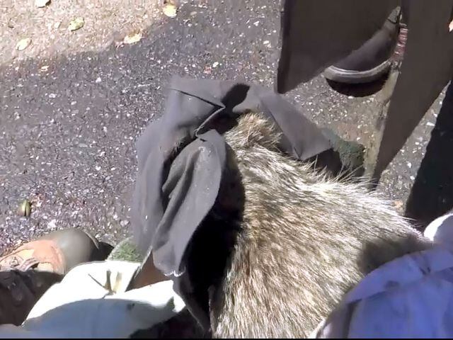 raccoon rescued from metal grate