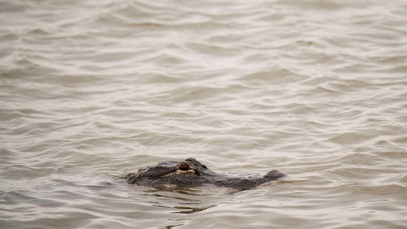 A small alligator has given authorities the slip in an area of southern New Jersey.