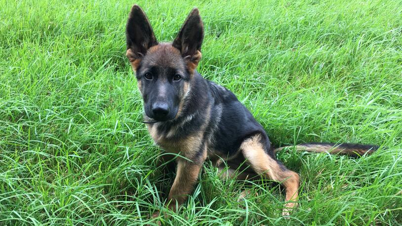 A Michigan family claims their neighbor intentionally poisoned their 5-month old German Shepherd puppy (not pictured).