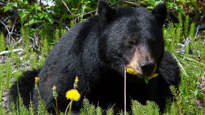 A black bear, similar to the one that stole a Georgia nurse’s lunch from her minivan, is pictured here.