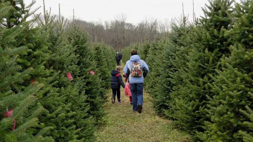 Choices, choices, choices! The path leads the way to Christmas trees. STAFF FILE PHOTO